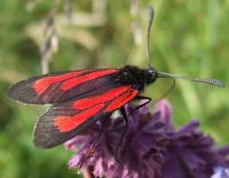 Image of Zygaena purpuralis Brünnich 1763