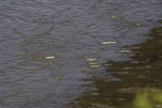 Image of four-eyed fishes