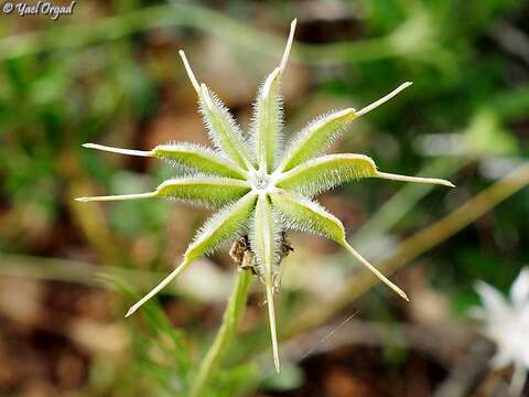 Image of Nigella ciliaris DC.