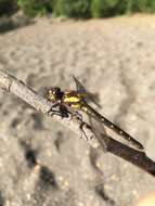 صورة Neogomphus edenticulatus Carle & Cook 1984