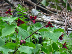 Imagem de Trillium sulcatum T. S. Patrick