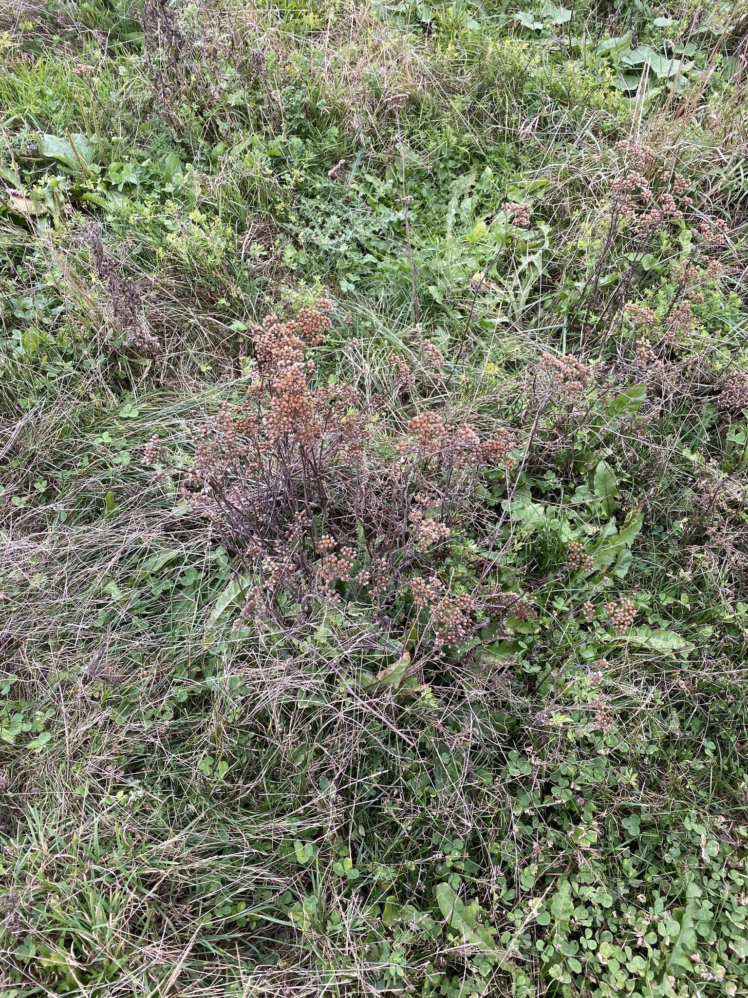 Image of boreal yarrow