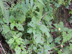 Image of Salvia longispicata M. Martens & Galeotti