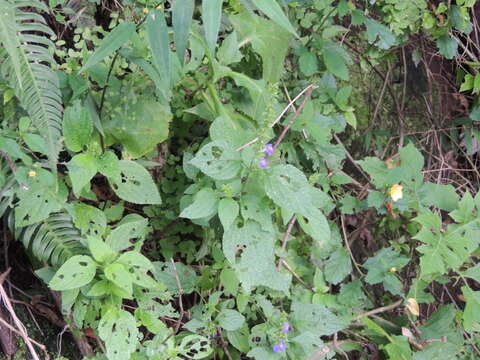 Image of Salvia longispicata M. Martens & Galeotti