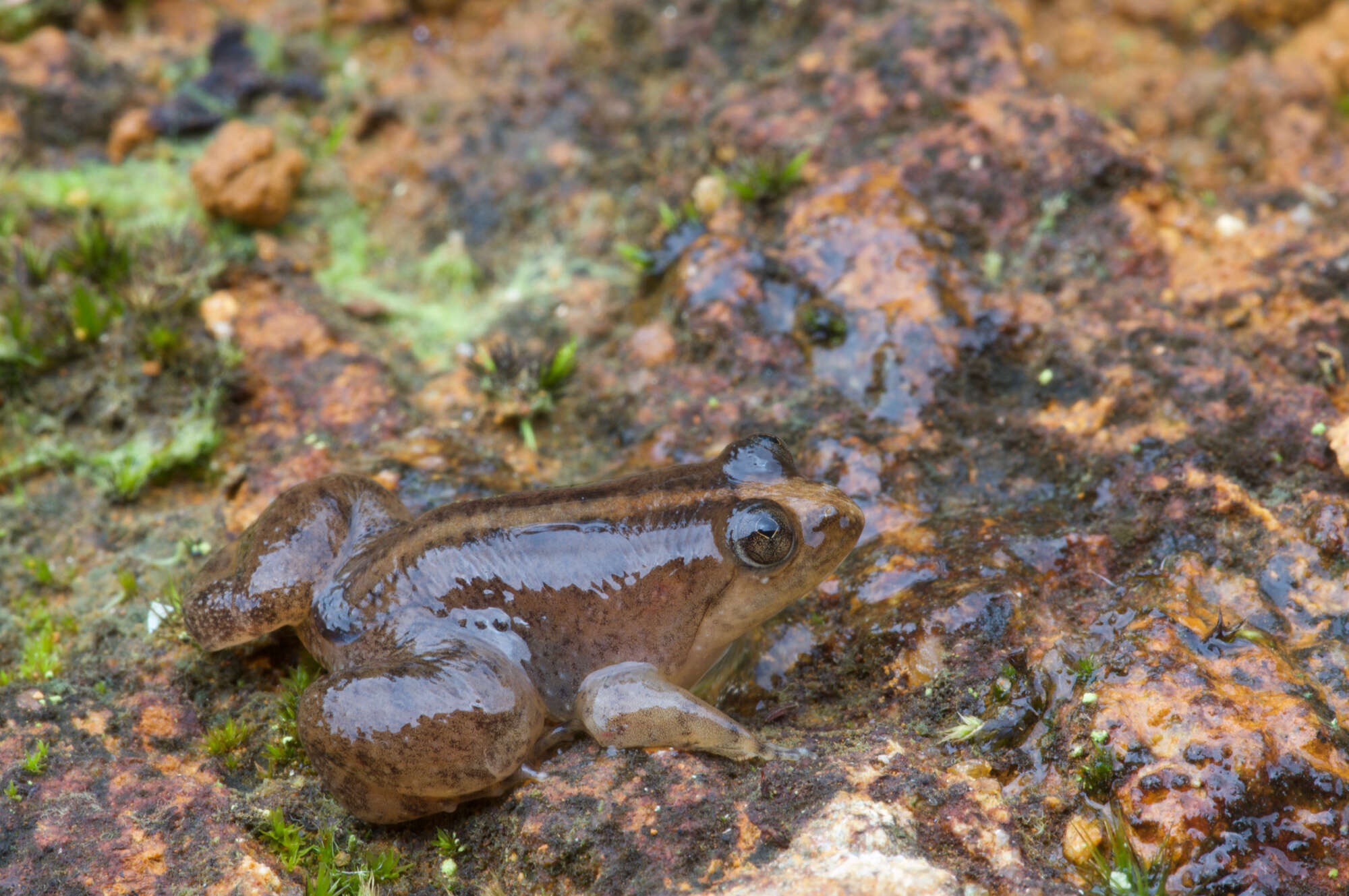 Image of Corrugated water frog