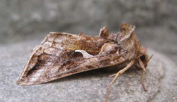 Image de Autographa rubidus Ottolengui 1902