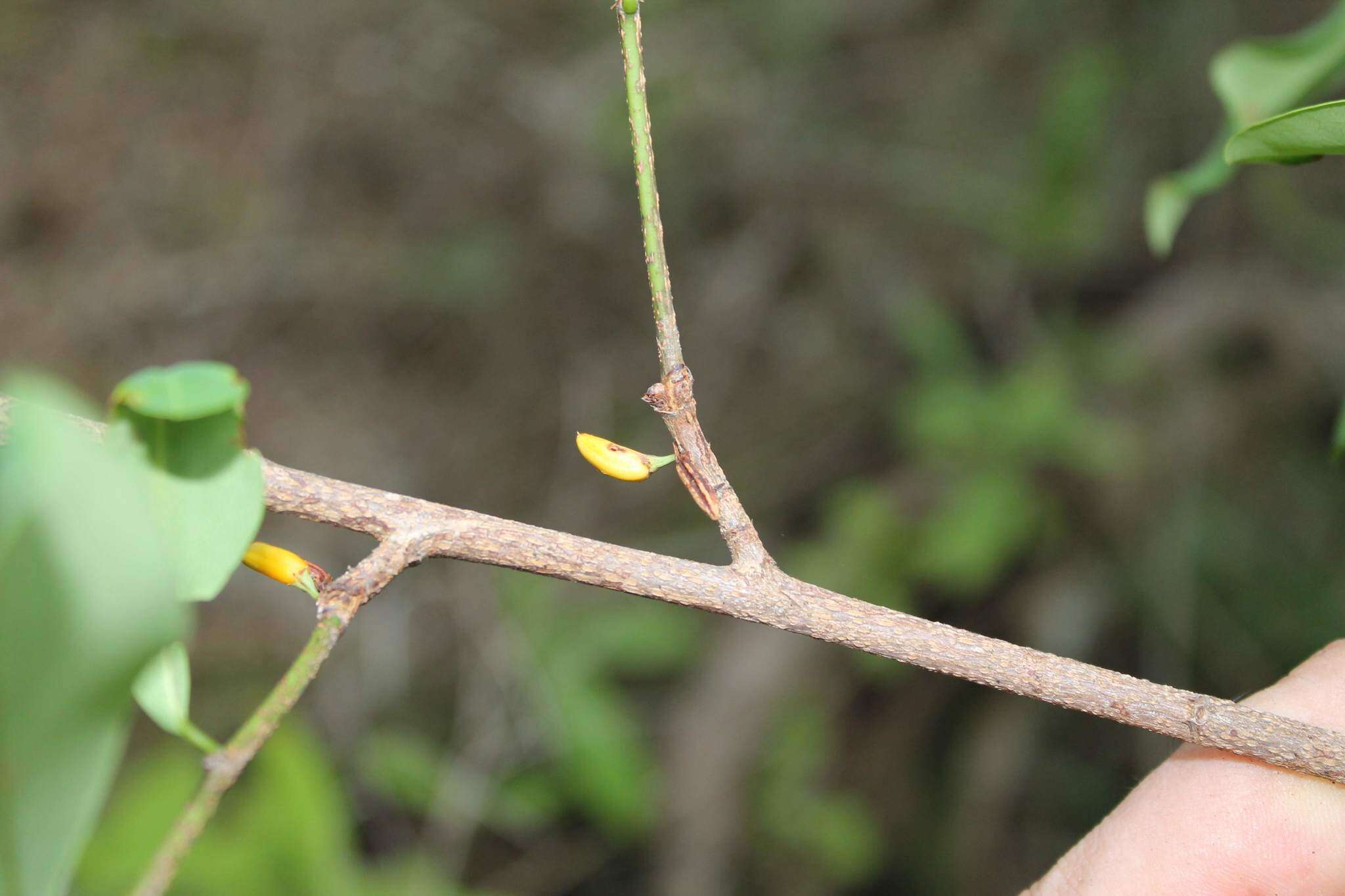 Image of Erythroxylum mexicanum Kunth