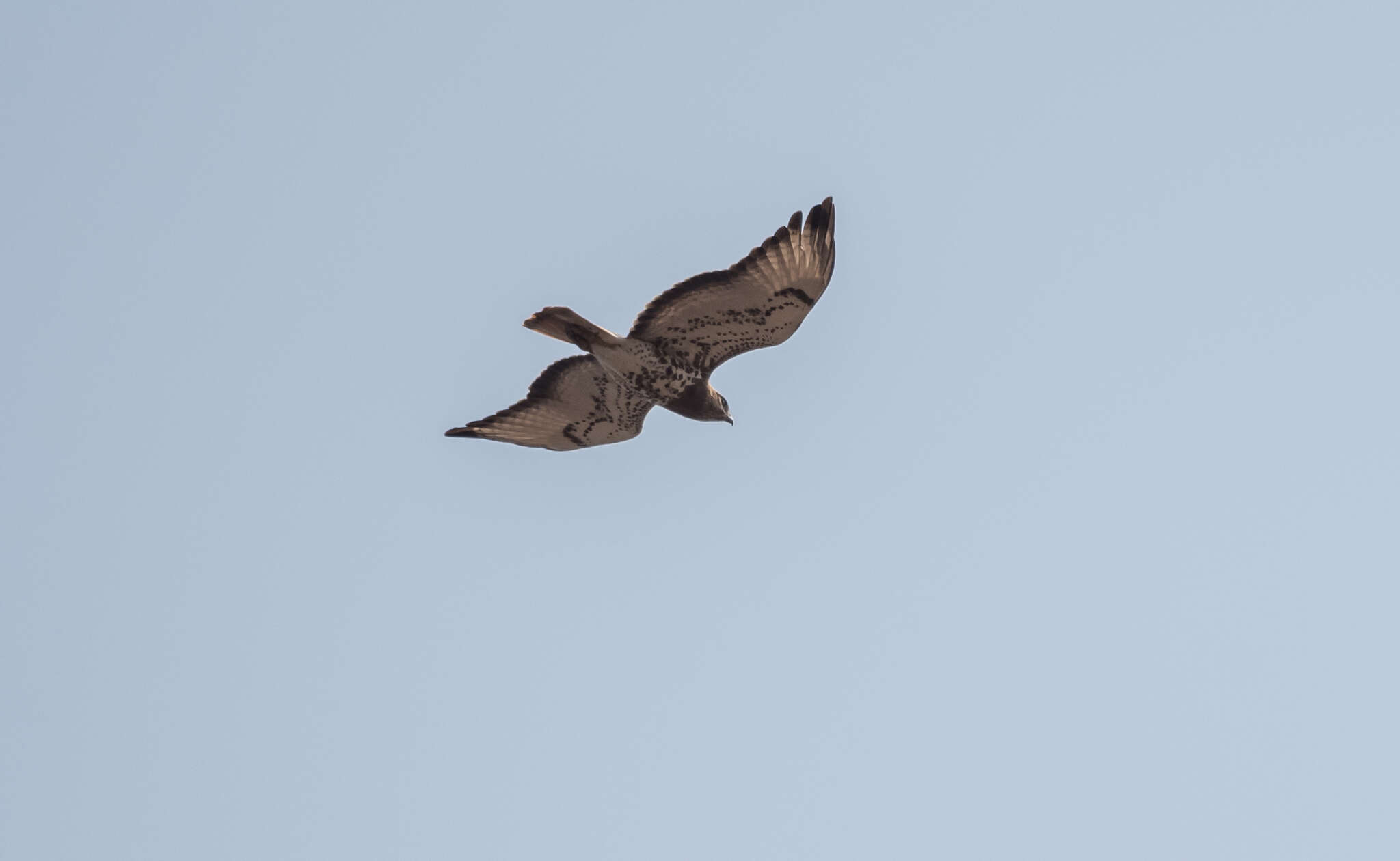 Image of African Red-tailed Buzzard