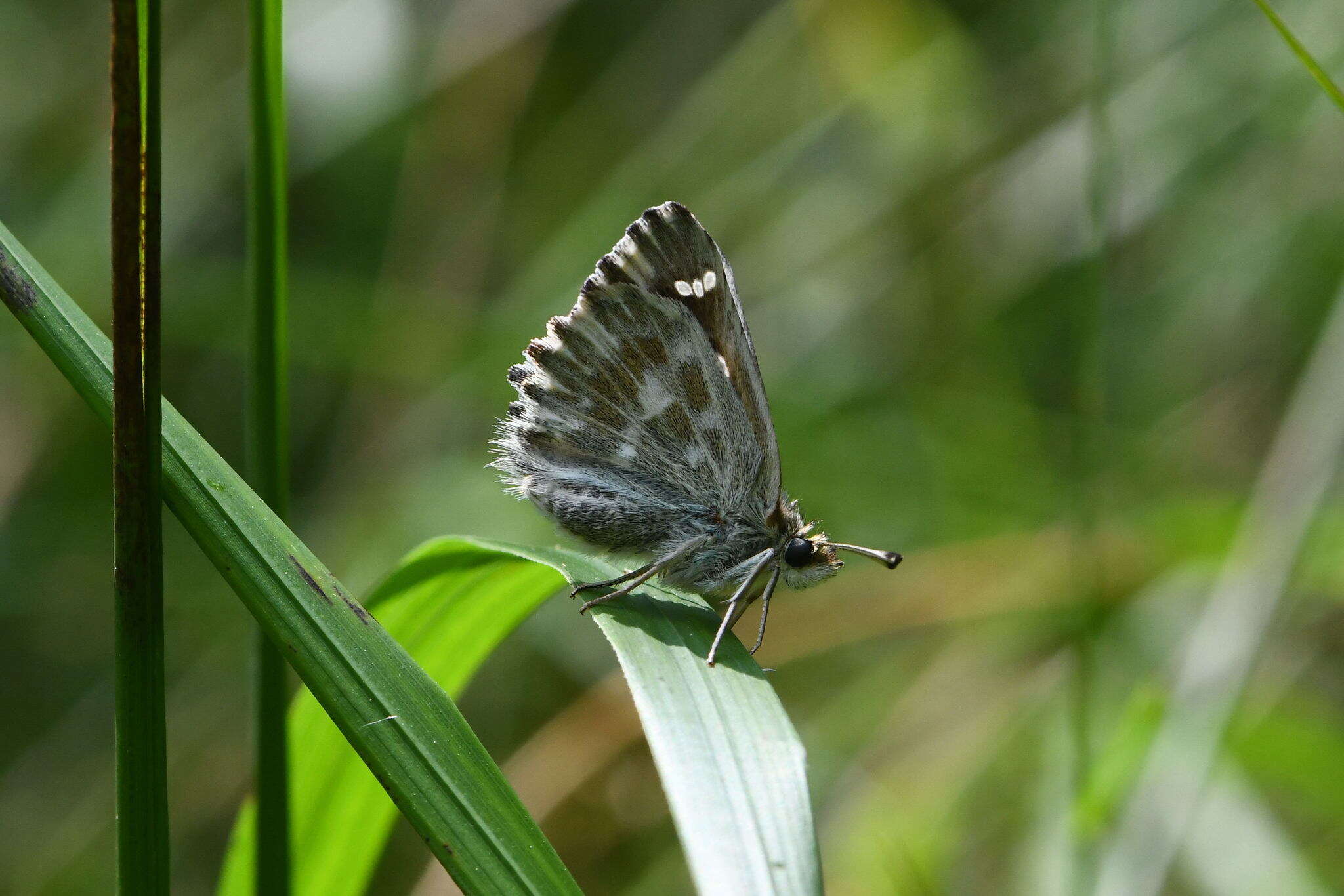 Plancia ëd Muschampia floccifera