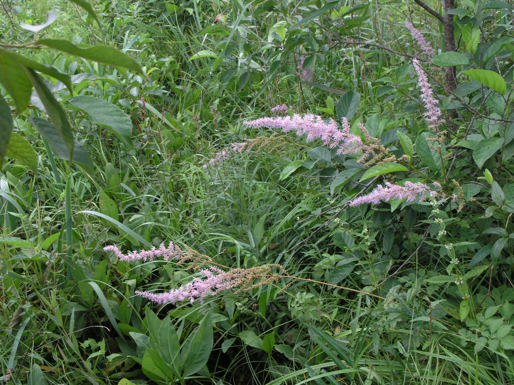 Image of Astilbe rubra Hook. & Thomson