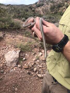 Image of Mountain Patchnose Snake