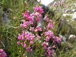 صورة Erica daphniflora var. daphniflora