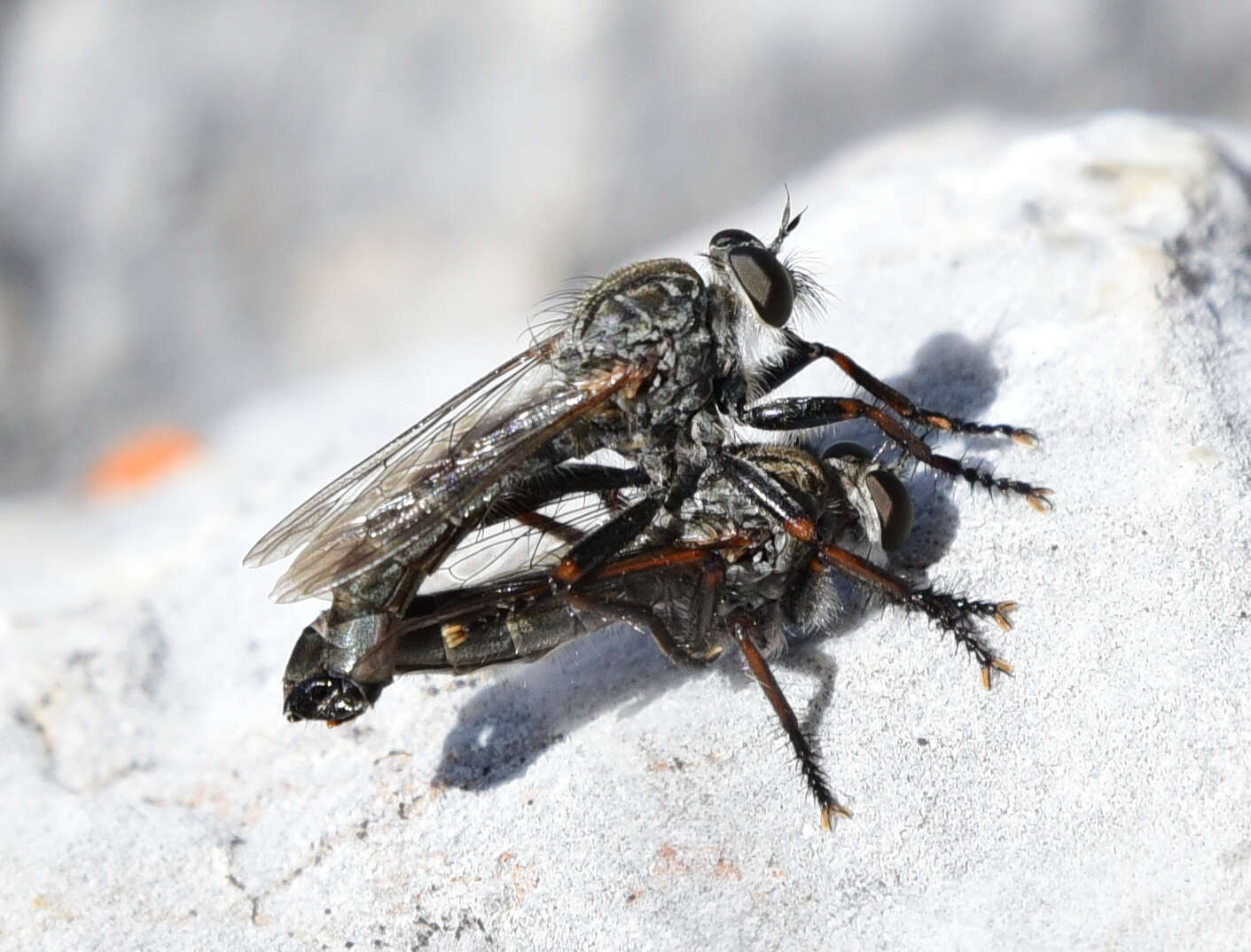 Image of Machimus callidus (Williston 1893)