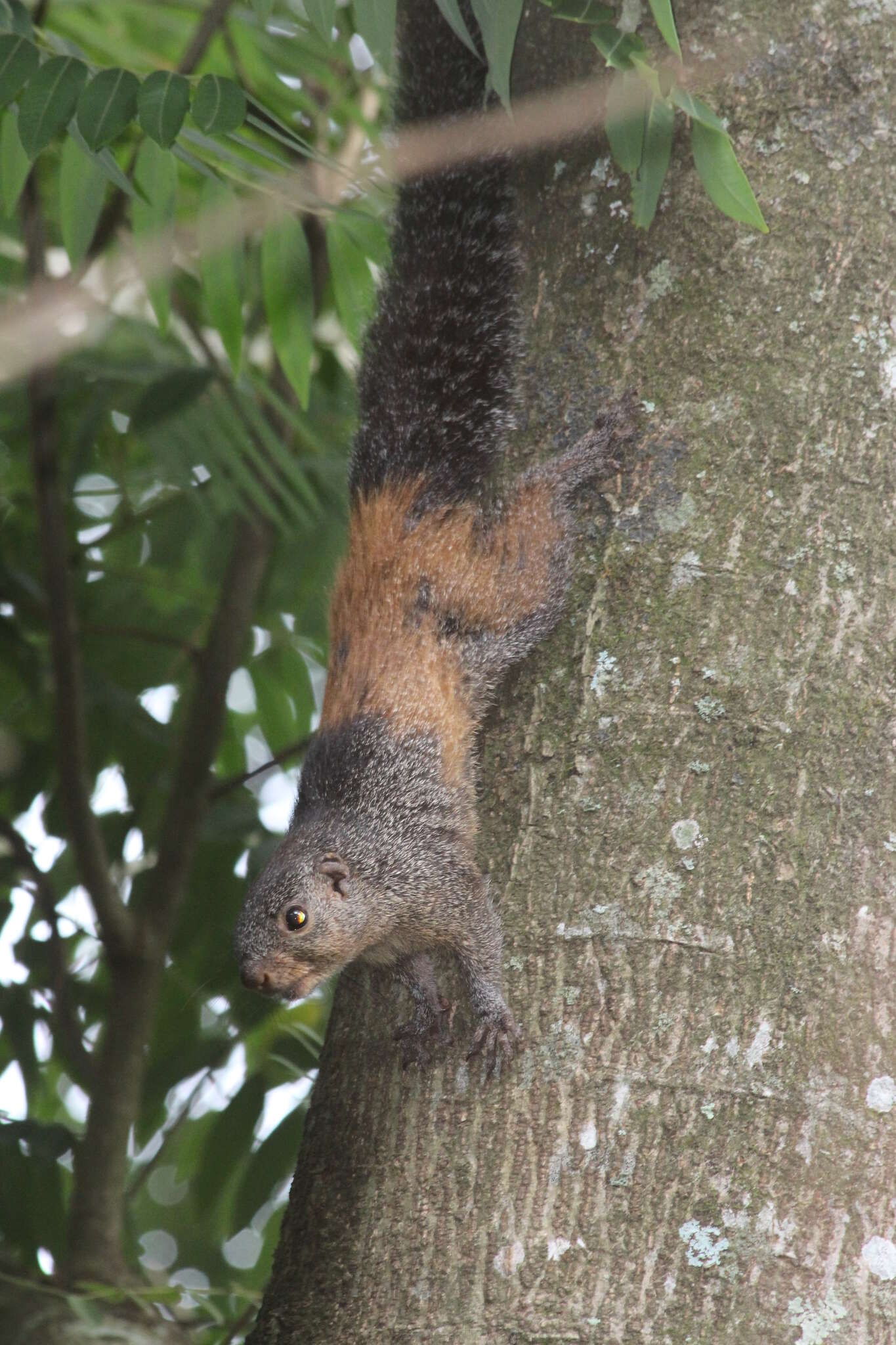 Image of Mutable Sun Squirrel