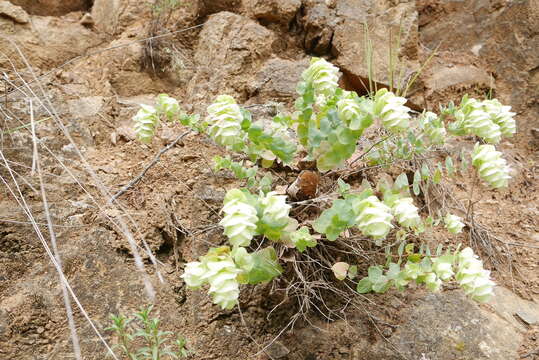 Image of Origanum rotundifolium Boiss.