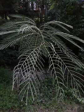 Image of Albizia julibrissin var. julibrissin