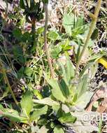 Image of Erigeron longipes DC.