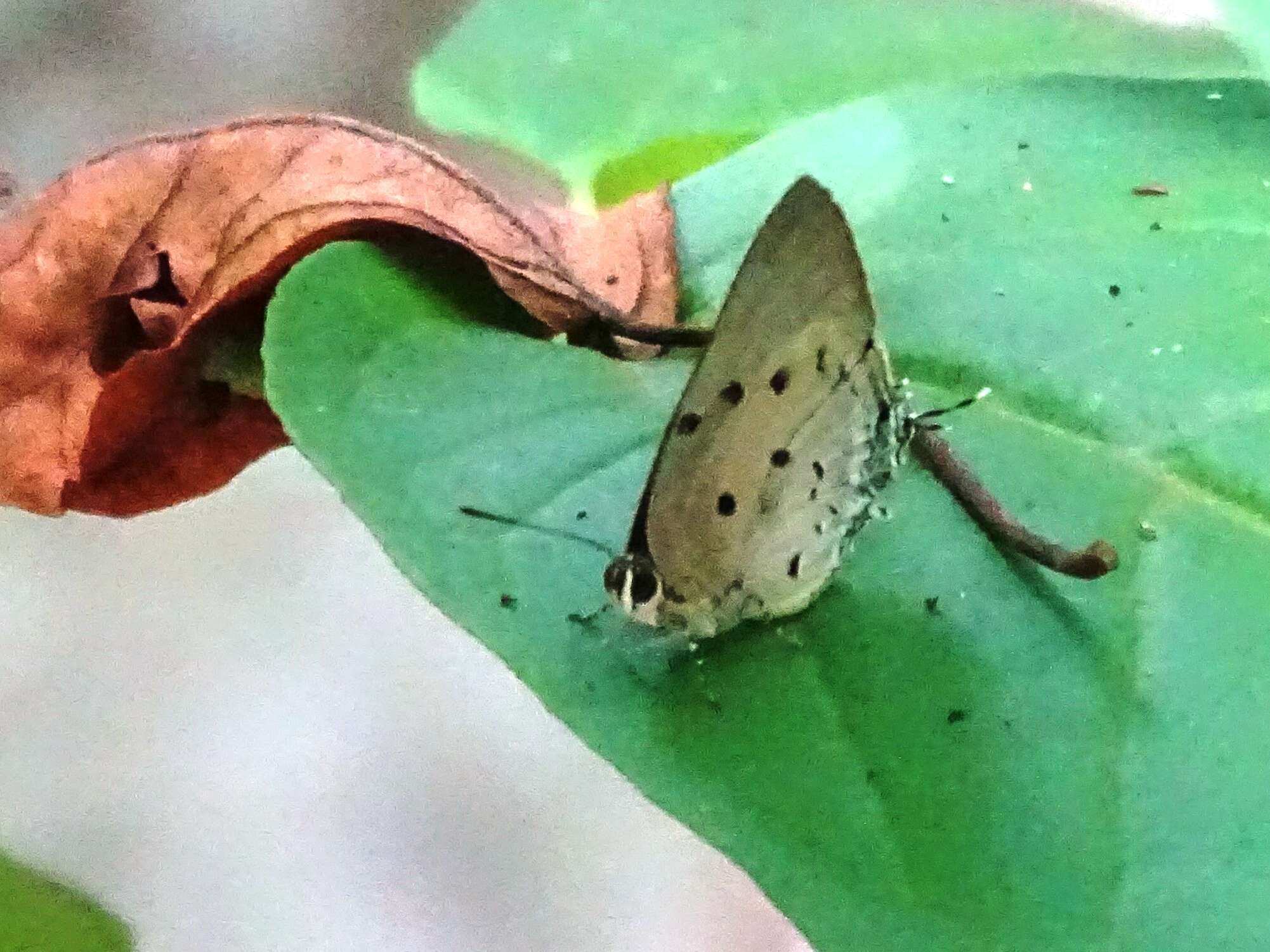 Image of Aquamarine Hairstreak