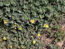 Image of sessileflower false goldenaster