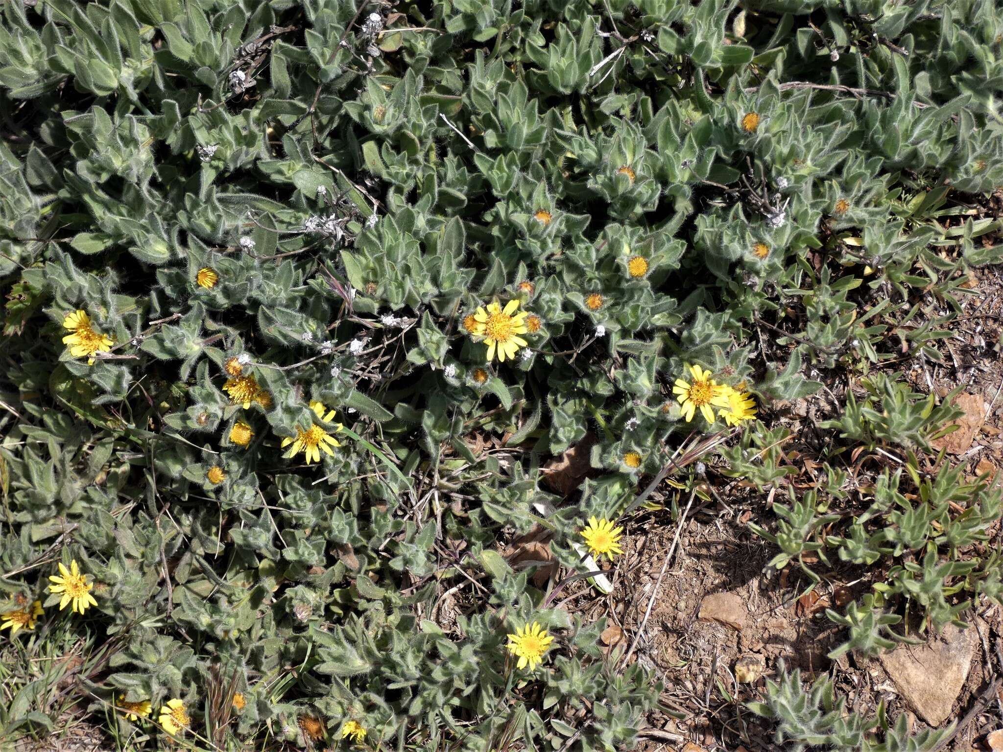 Image of sessileflower false goldenaster