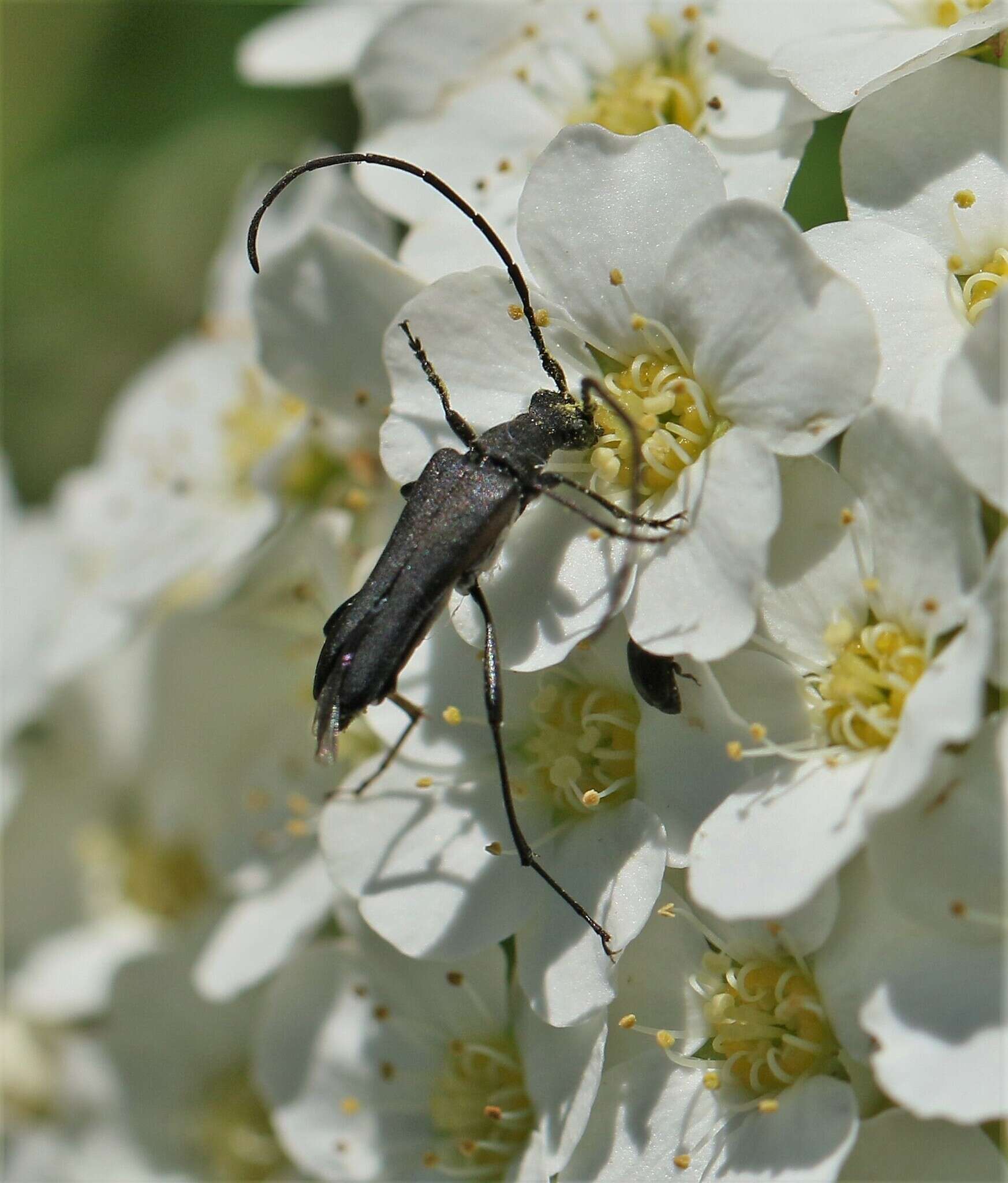 Idiopidonia resmi