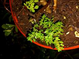 Image of small waterwort