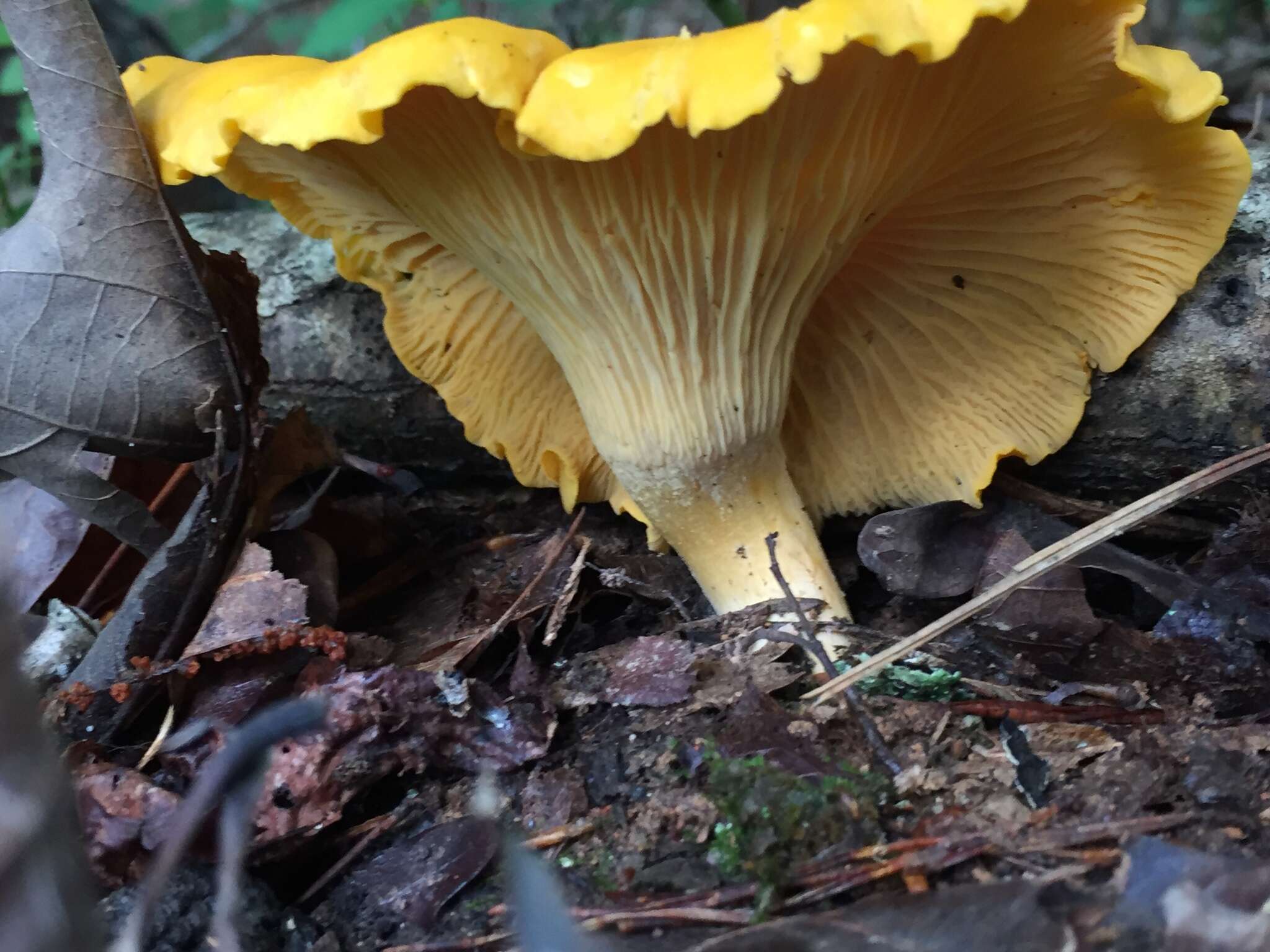 Image de Cantharellus flavus Foltz & T. J. Volk 2013