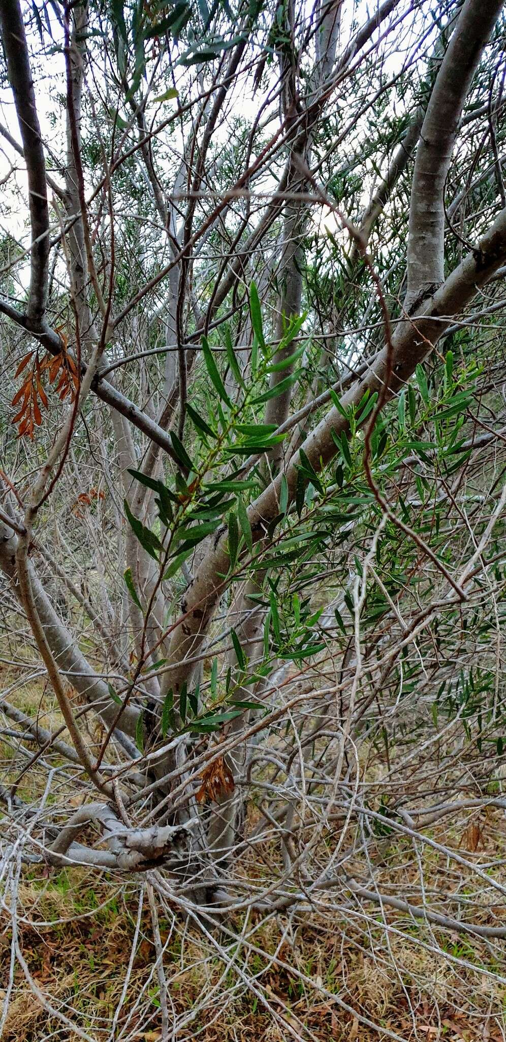 Image of Acacia dodonaeifolia (Pers.) Balb.