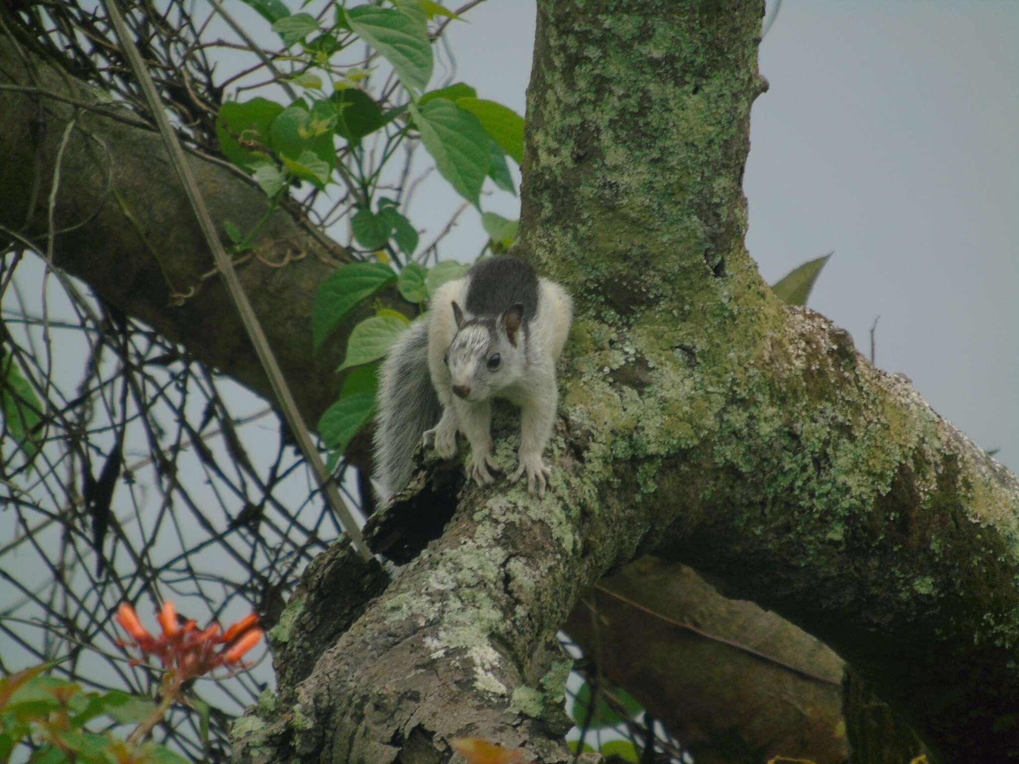 Image of Variegated squirrel