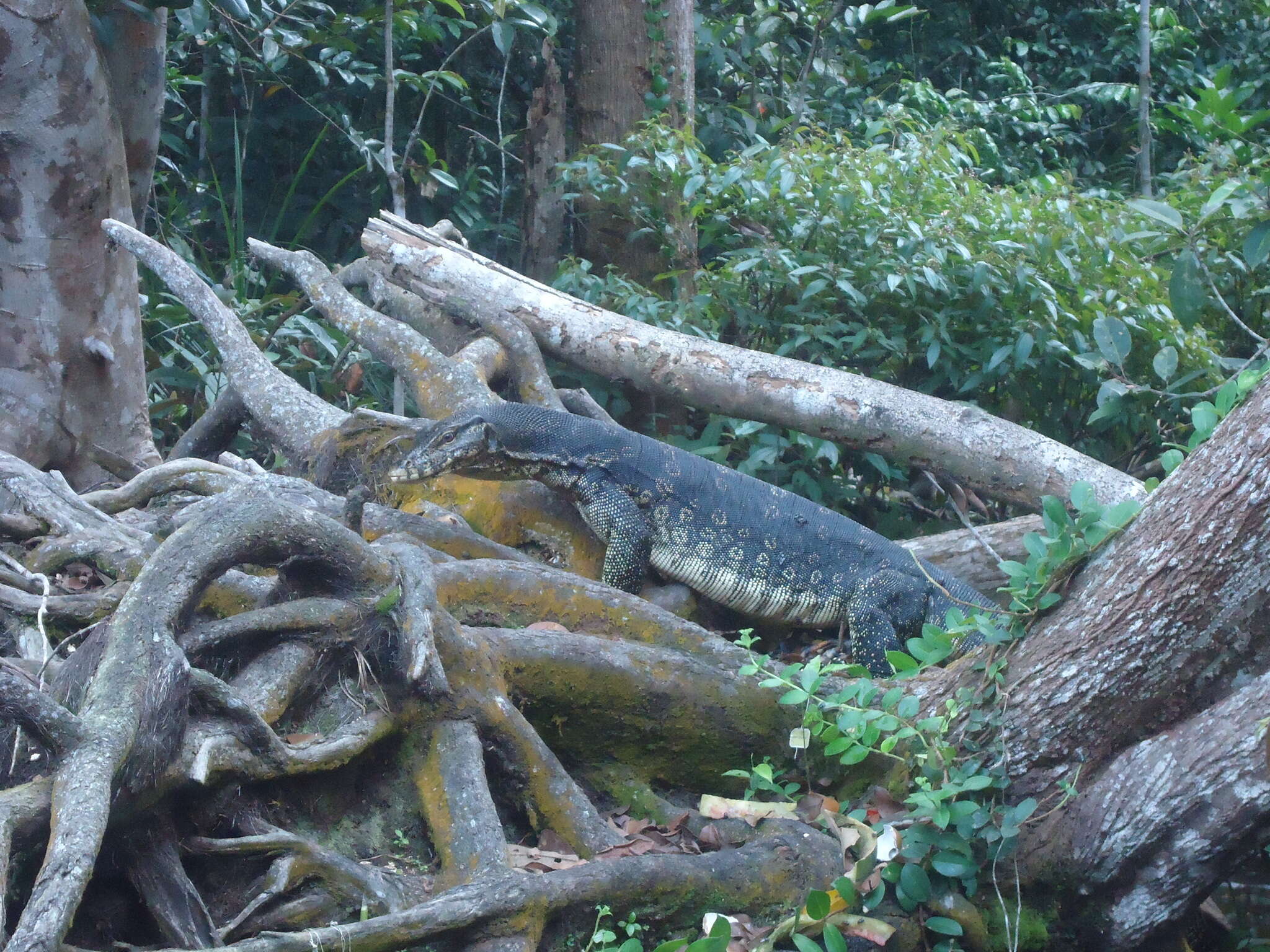 Image of Varanus salvator macromaculatus Deraniyagala 1944