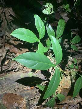 Philodendron tripartitum (Jacq.) Schott的圖片