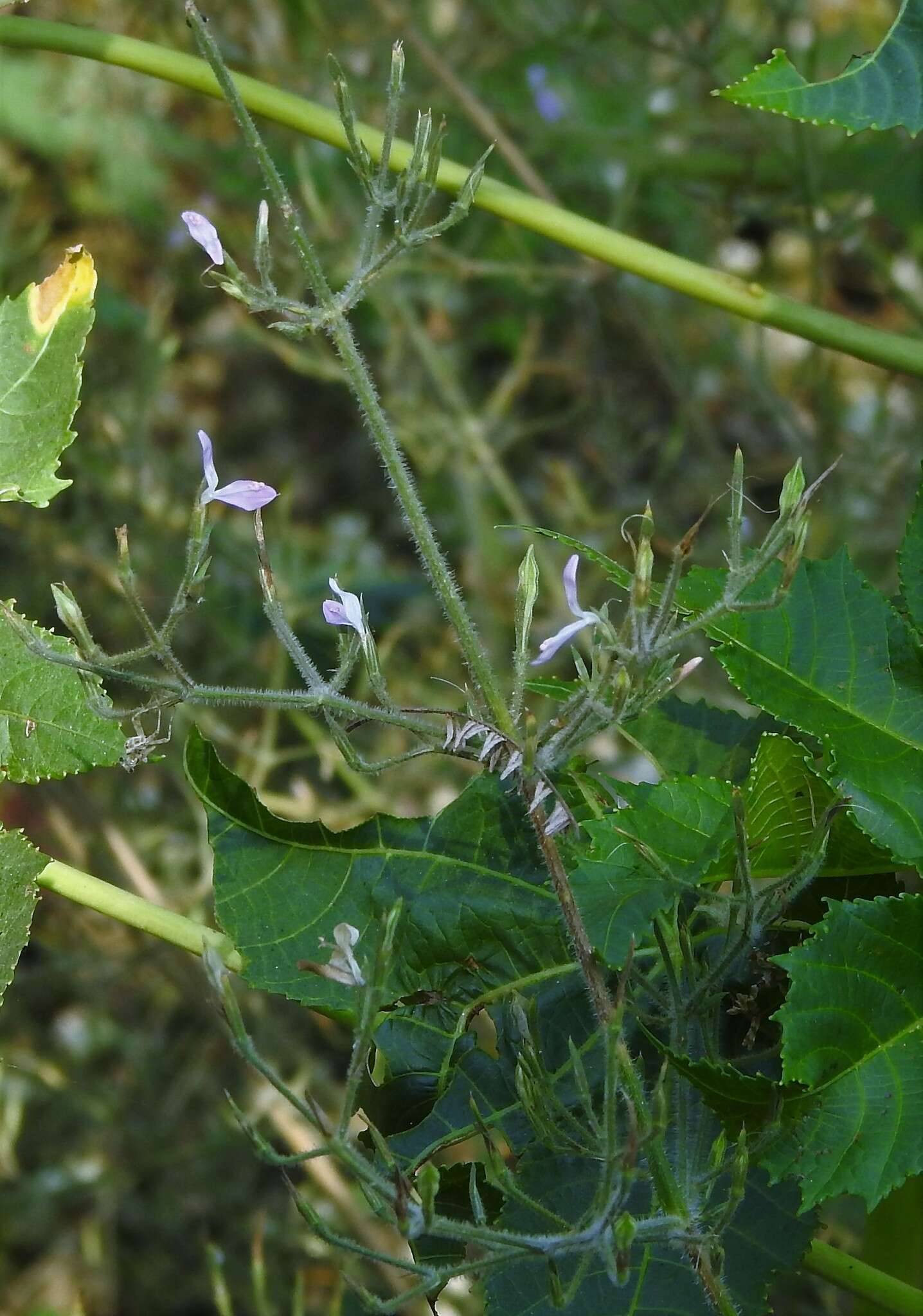 Image of Dicliptera paniculata (Forssk.) I. Darbysh.