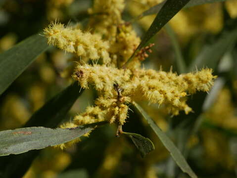 Imagem de Acacia longifolia subsp. longifolia