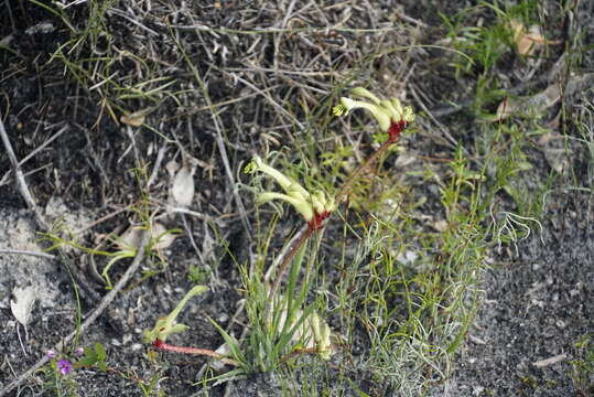 Image of Anigozanthos bicolor subsp. decrescens Hopper