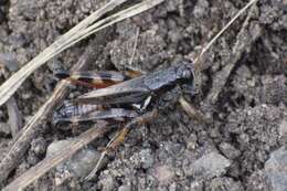 Melanoplus fasciatus (Walker & F. 1870) resmi