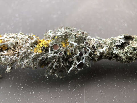 Image of rosette lichen