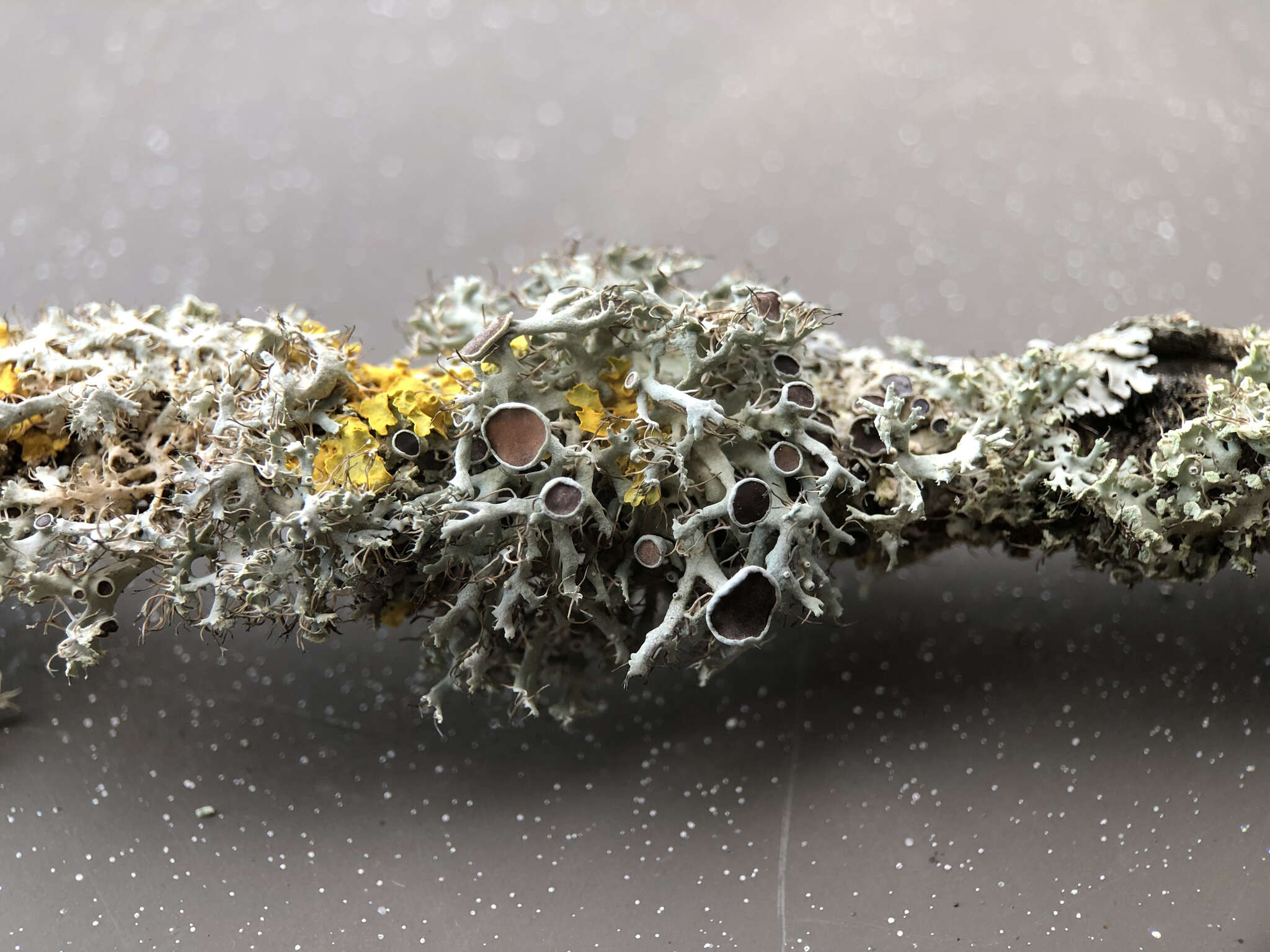 Image of rosette lichen