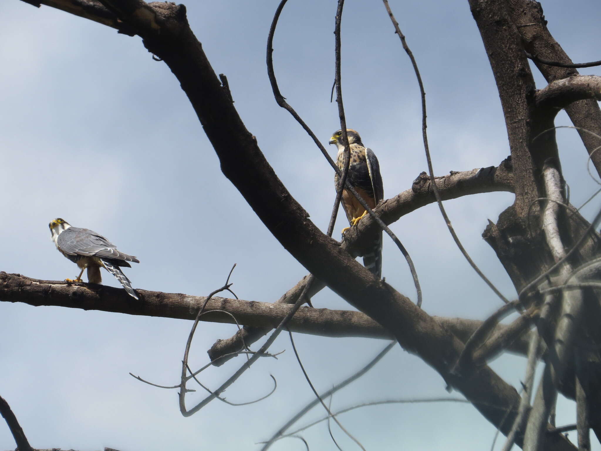 Image of Aplomado Falcon