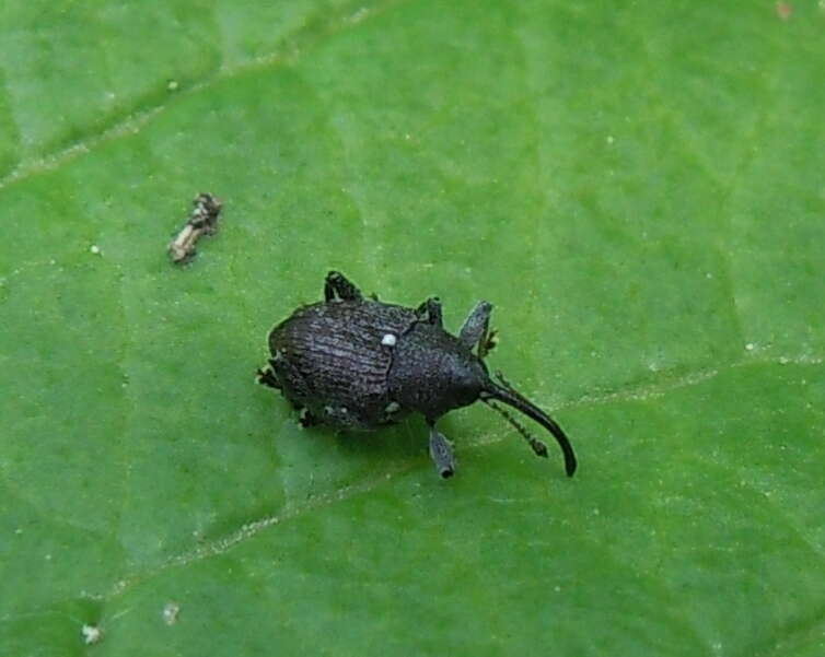 Imagem de Curculio vicetinus Cussigh 1989