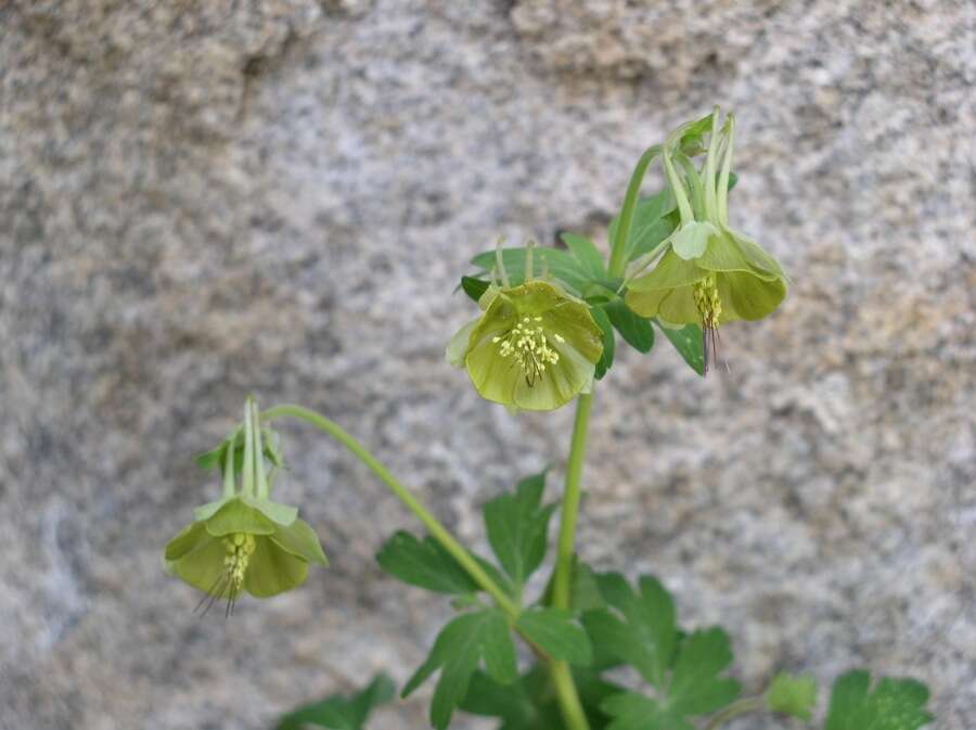 Image of Aquilegia viridiflora Pall.