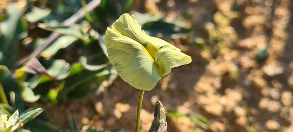 Image of Lotononis prostrata (L.) Benth.