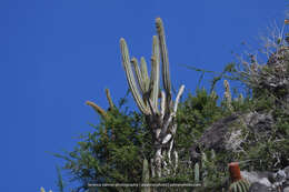 Image of Pilosocereus curtisii