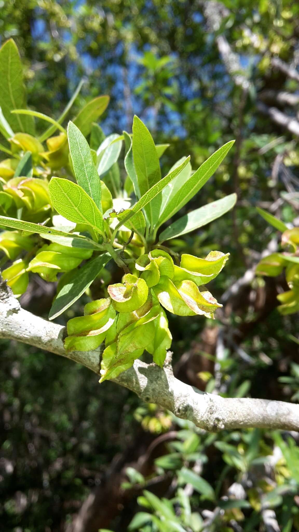 Image of Combretum caffrum (Eckl. & Zeyh.) Kuntze