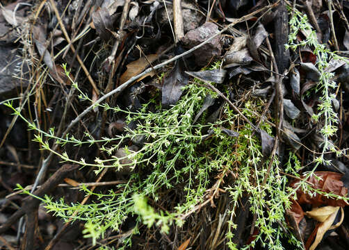 Image of Bracted Bedstraw