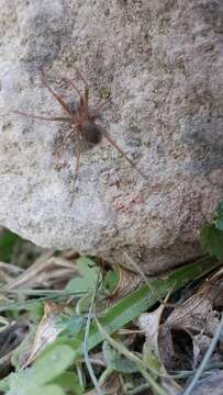 Image of Mediterranean recluse spiderman