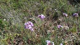 Image of Erysimum linifolium (Pers.) J. Gay