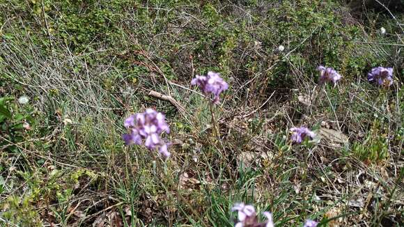 Image of Erysimum linifolium (Pers.) J. Gay