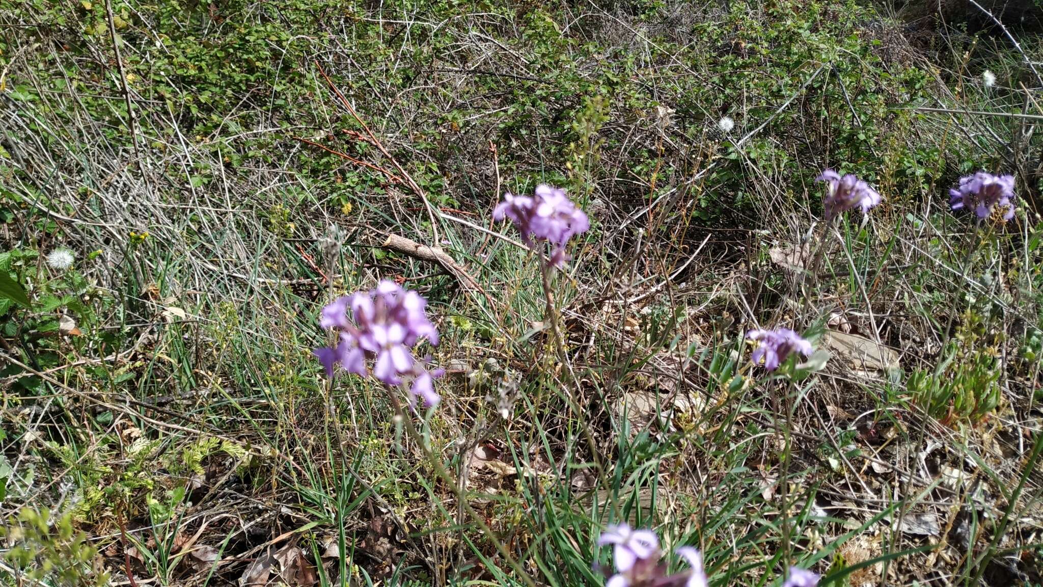 Image of Erysimum linifolium (Pers.) J. Gay