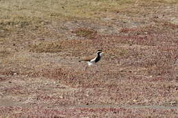 Image of Banded Lapwing