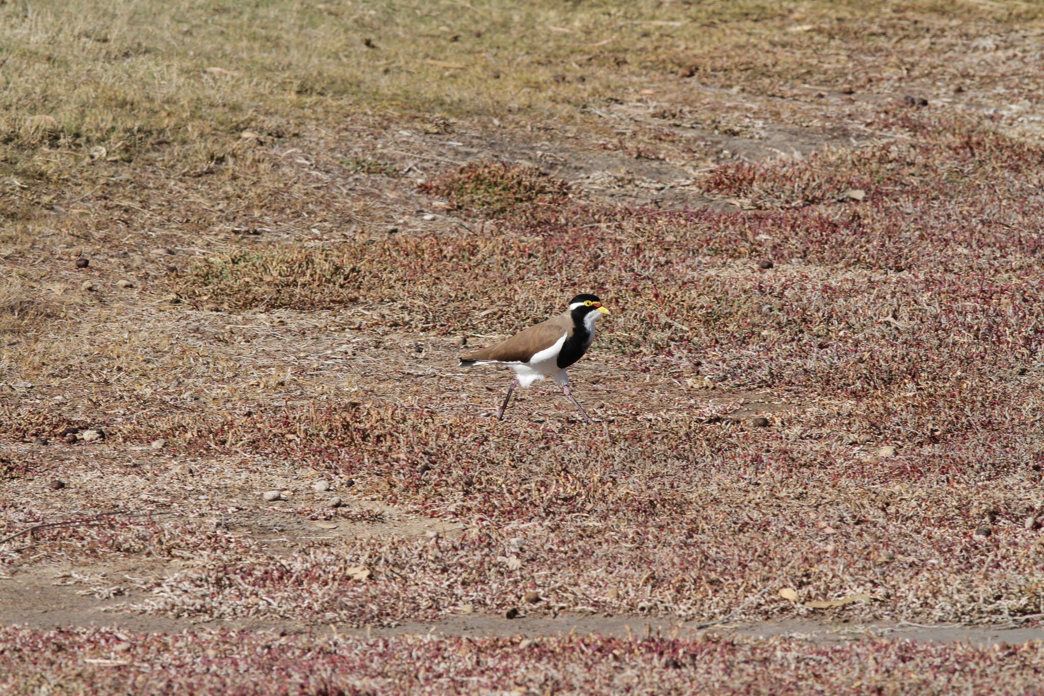 Image of Banded Lapwing